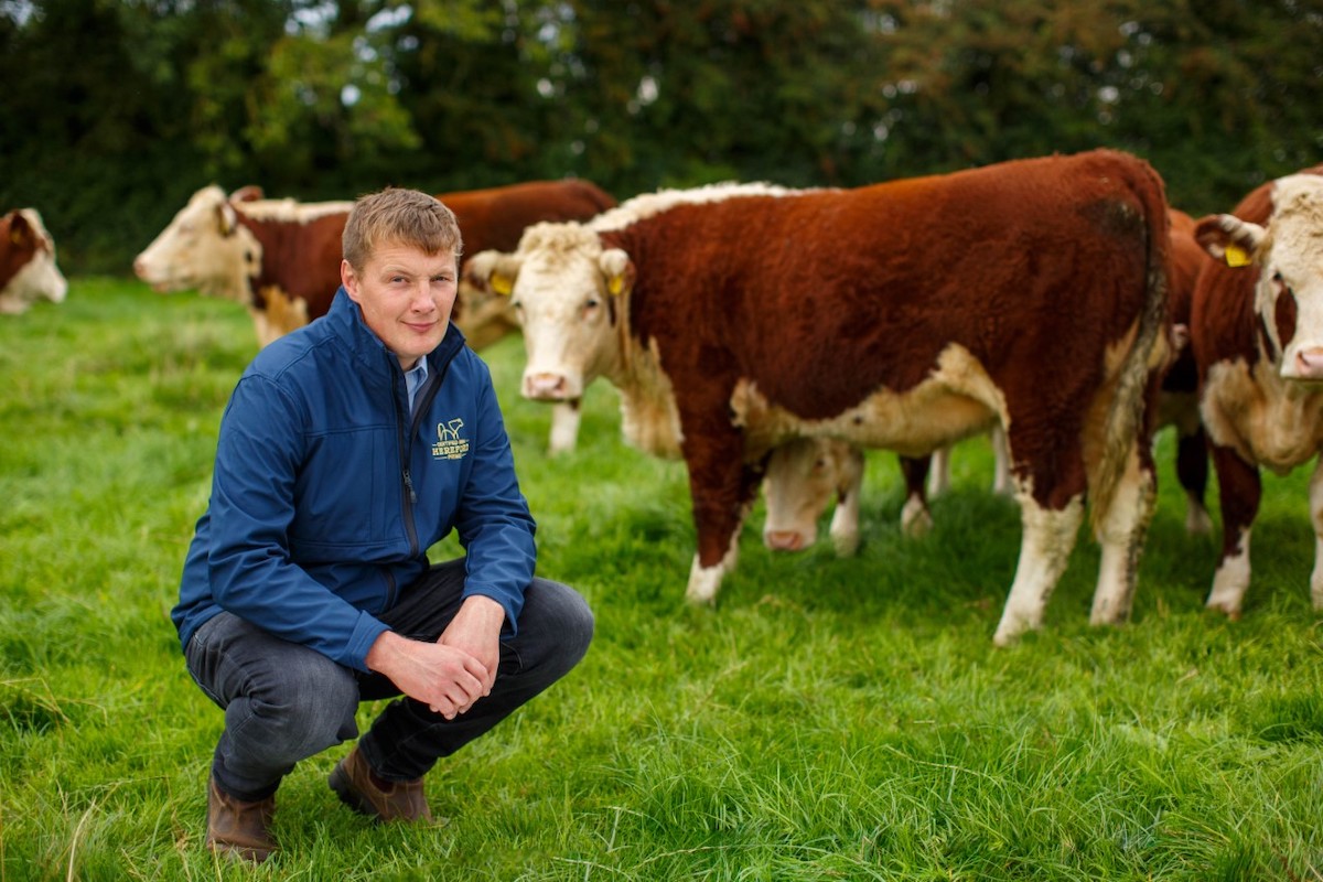 Irish Hereford Prime - Heard of Cattle